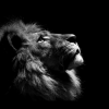 lion-dp-for-whatsapp-35.png