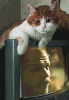 Untitled-1.gif