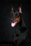 AdmiralDoberman