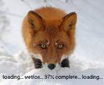 Wetfox