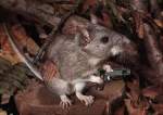 Mousegun