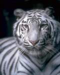 joyer