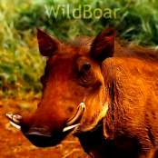 WildBoar23