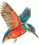 wachagunnadu