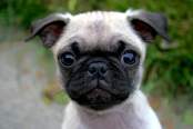 pUg