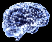 The Brain