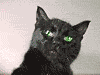 WoT CAT