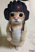 wigo