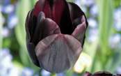 Black Tulip