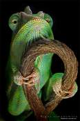 Reptile