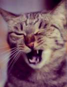 tonuse