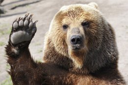 SoloBear