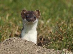 Wiesel