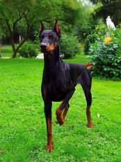 Doberman42