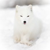 WhiteFox666