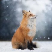 Red Fox