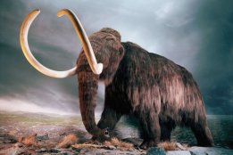 Mammoth