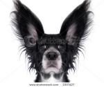 blackdog123