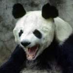 RussianBear