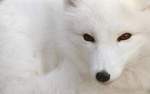 WhiteFox
