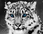 SnowLeopard