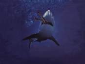 KillerShark
