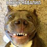 noobass