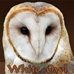 WhiteOwl