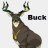 Buck