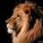 leonRS