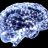 The Brain