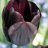 Black Tulip