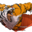 TigrTigr