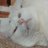GArila_Ssex
