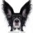 blackdog123