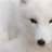 WhiteFox