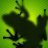 Green Frog