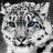 SnowLeopard
